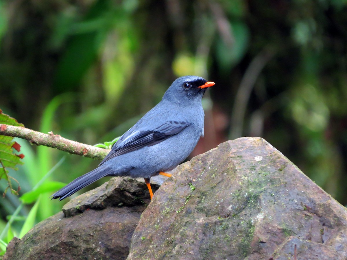 Black-faced Solitaire - ML637277225