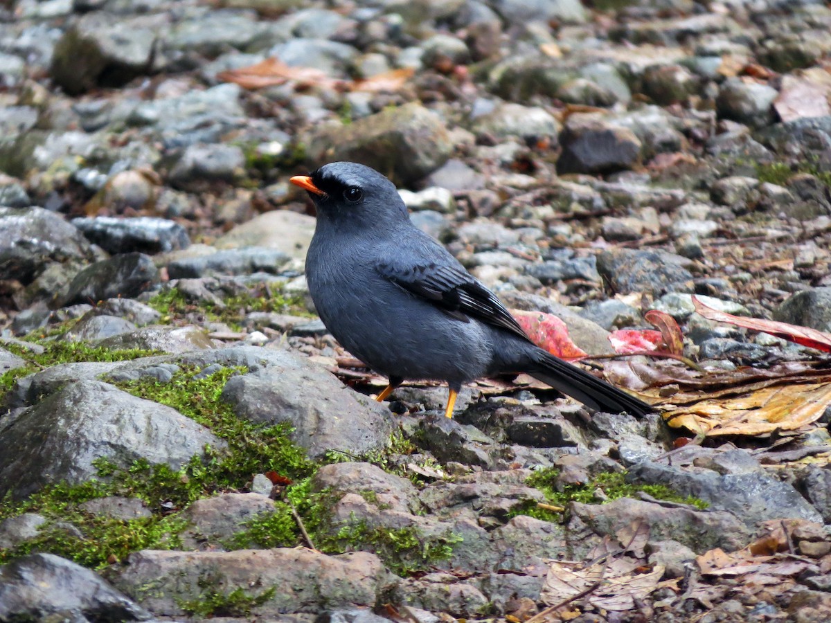 Black-faced Solitaire - ML637277226