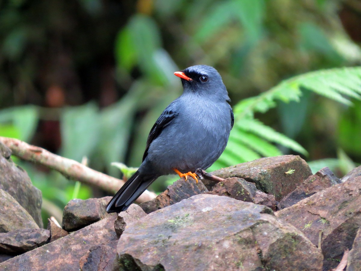 Black-faced Solitaire - ML637277247
