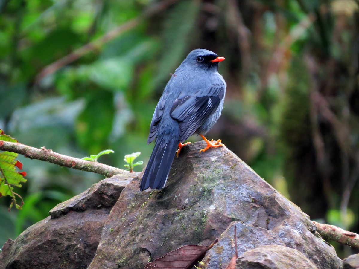 Black-faced Solitaire - ML637277252