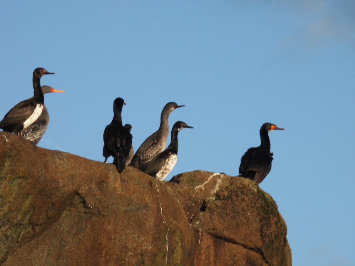 Magellanic Cormorant - ML637277268