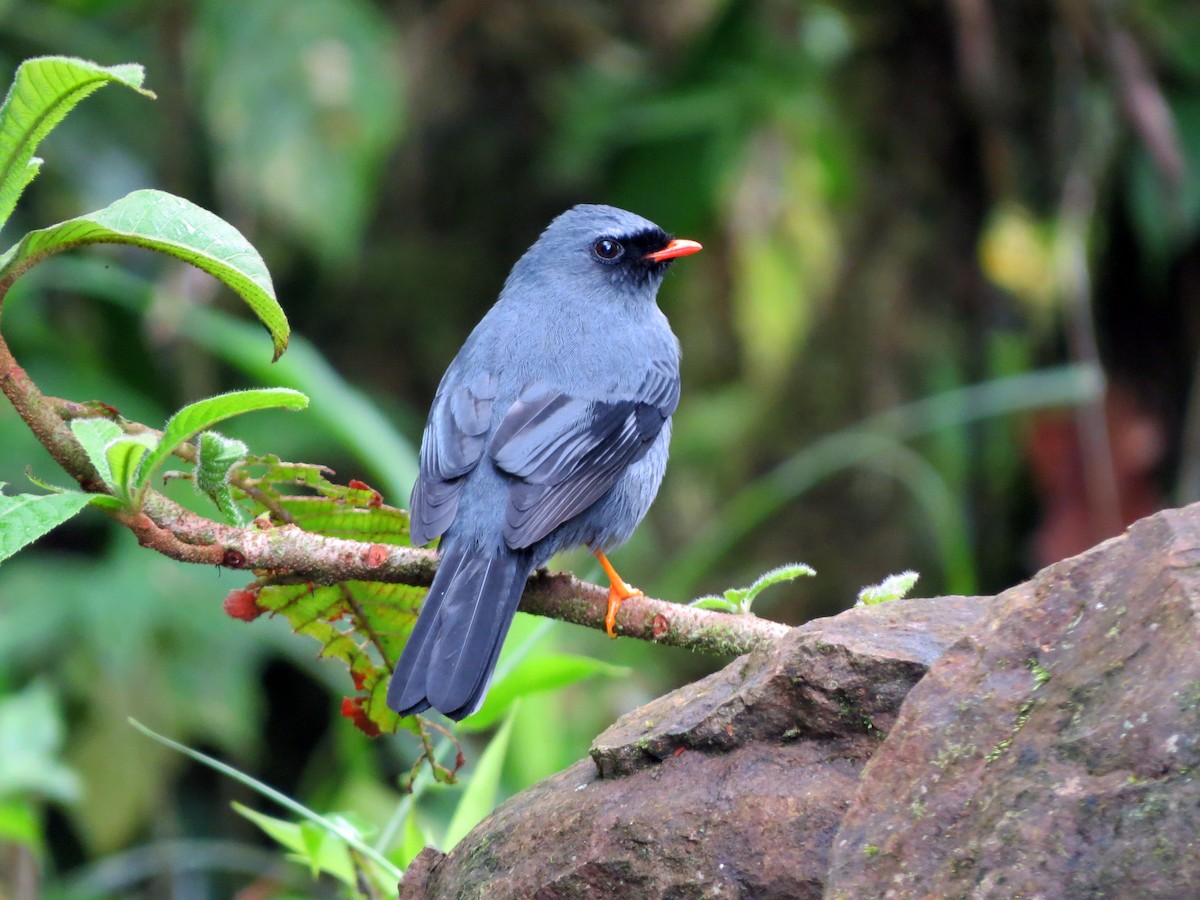 Black-faced Solitaire - ML637277289