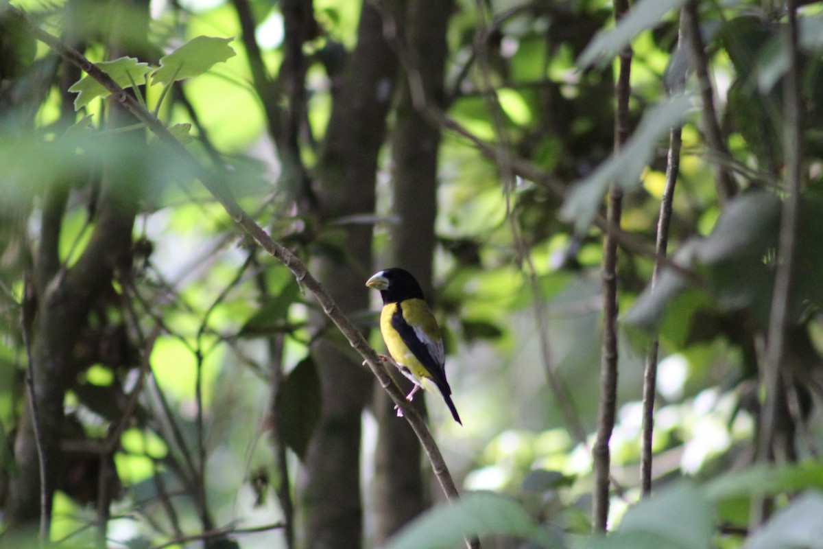 Hooded Grosbeak - ML637277320