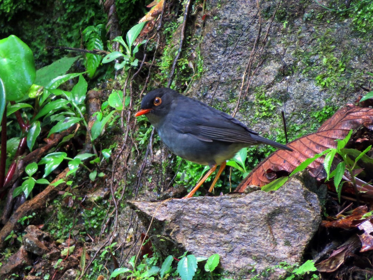 Slaty-backed Nightingale-Thrush - ML637277324
