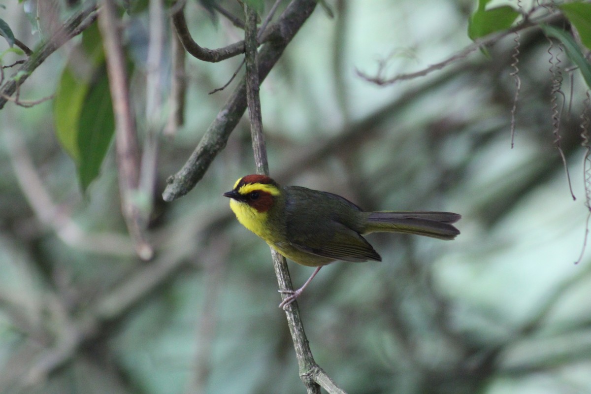 Golden-browed Warbler - ML637277347