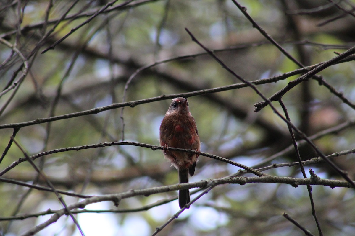 Pink-headed Warbler - ML637277396