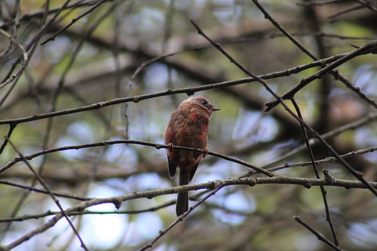 Pink-headed Warbler - ML637277398