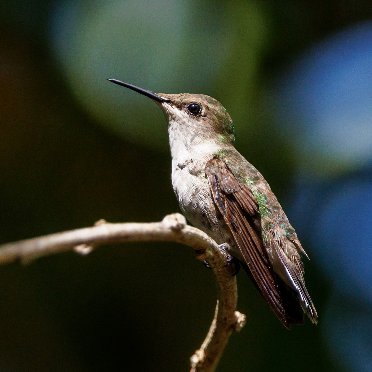 Colibrí Zumbadorcito - ML637277450