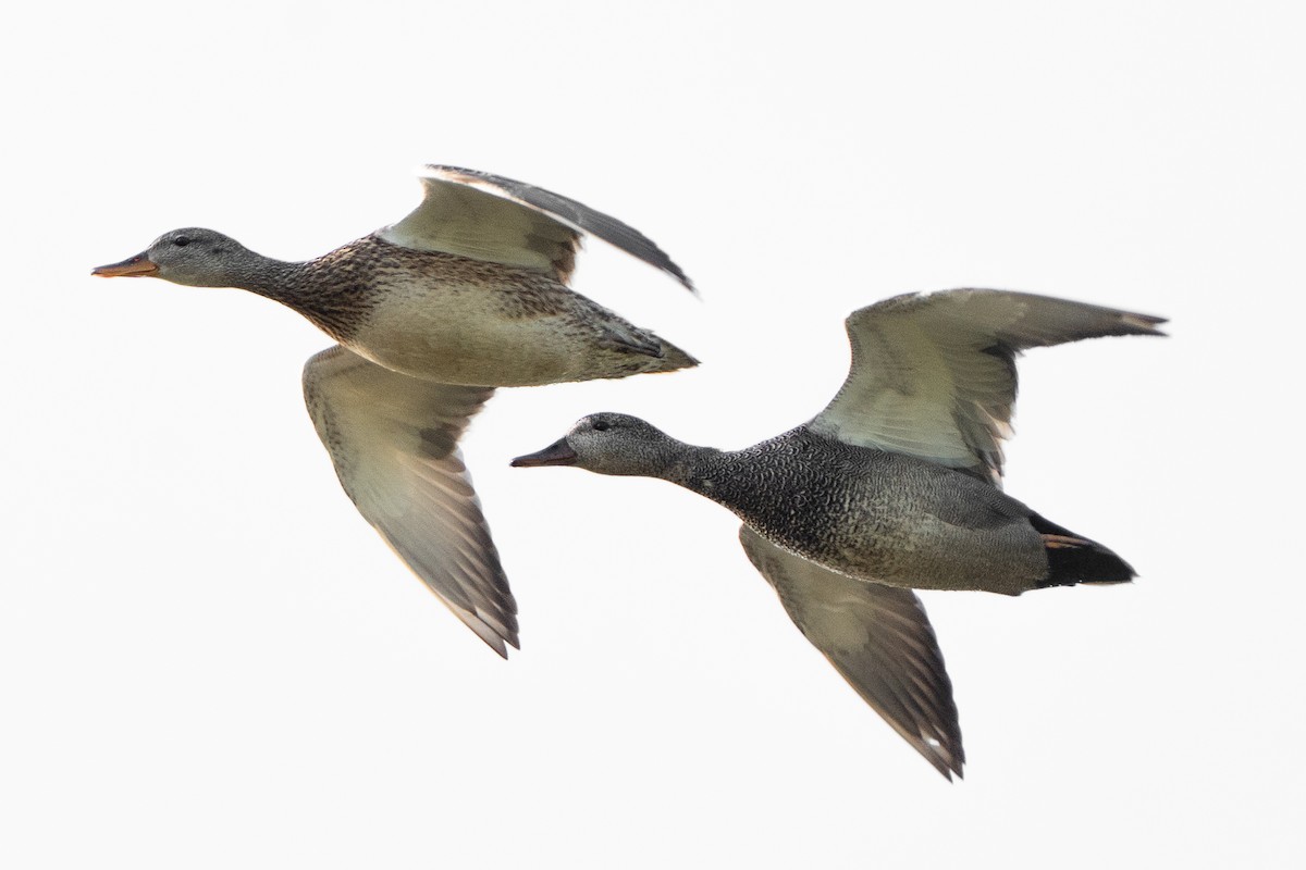 Нерозень - ML637277524