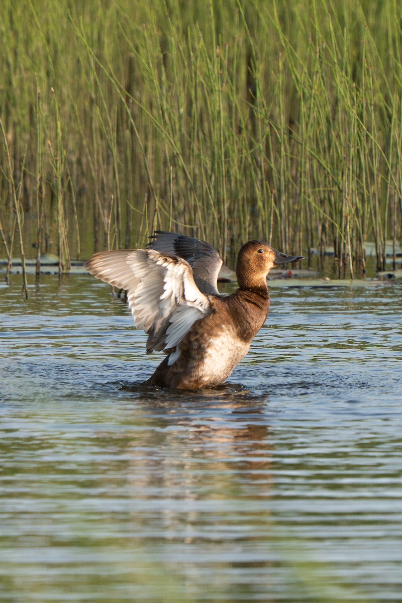 Попелюх звичайний - ML637277533