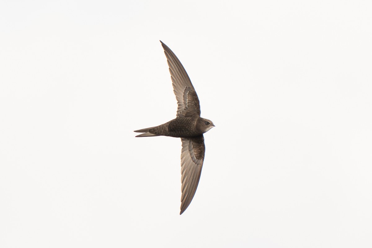 Серпокрилець чорний - ML637277540