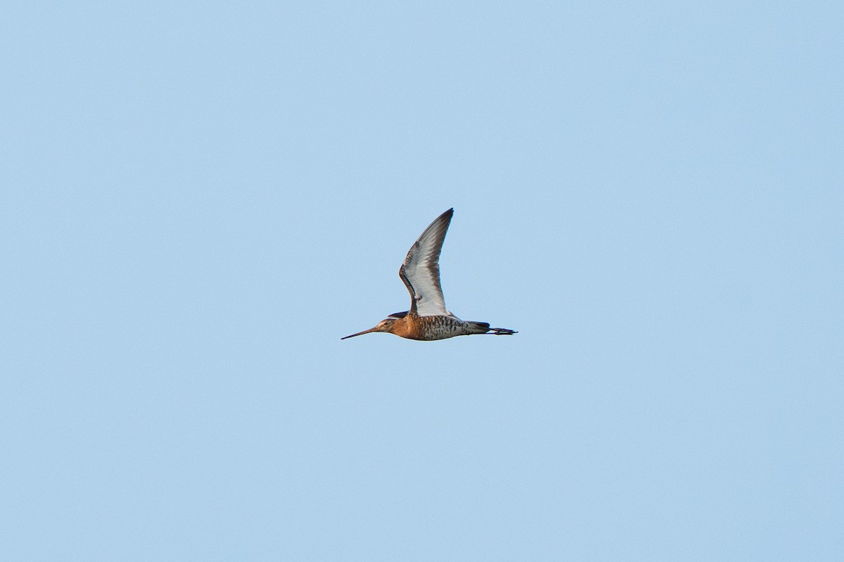 Грицик великий - ML637277551