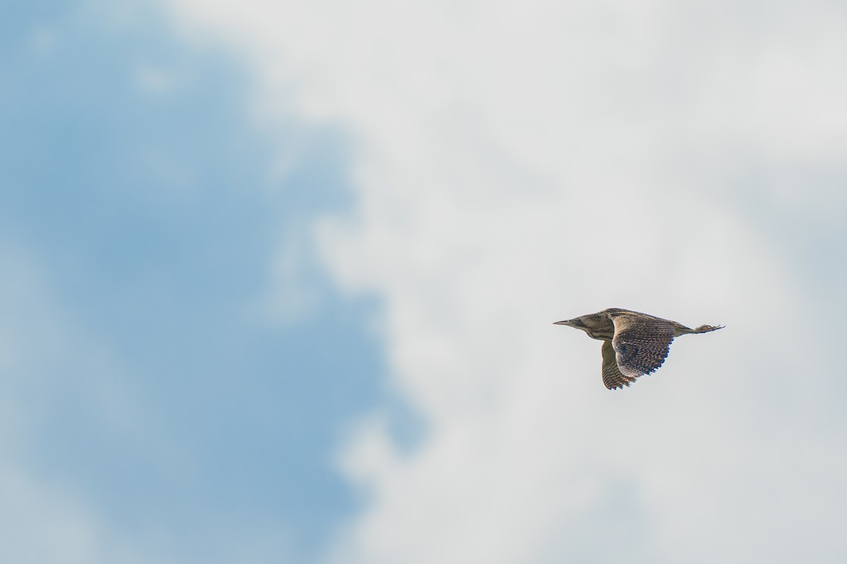 Бугай водяний - ML637277562