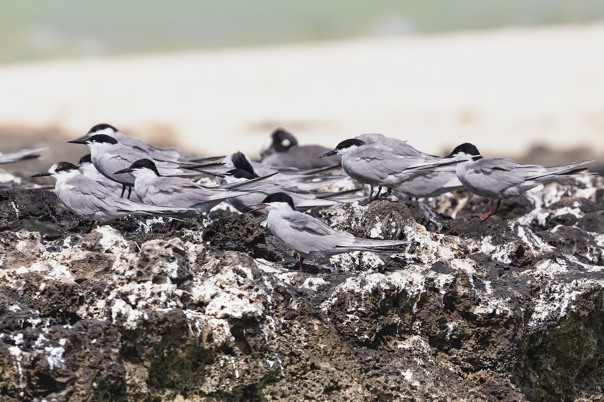 White-cheeked Tern - ML637277568