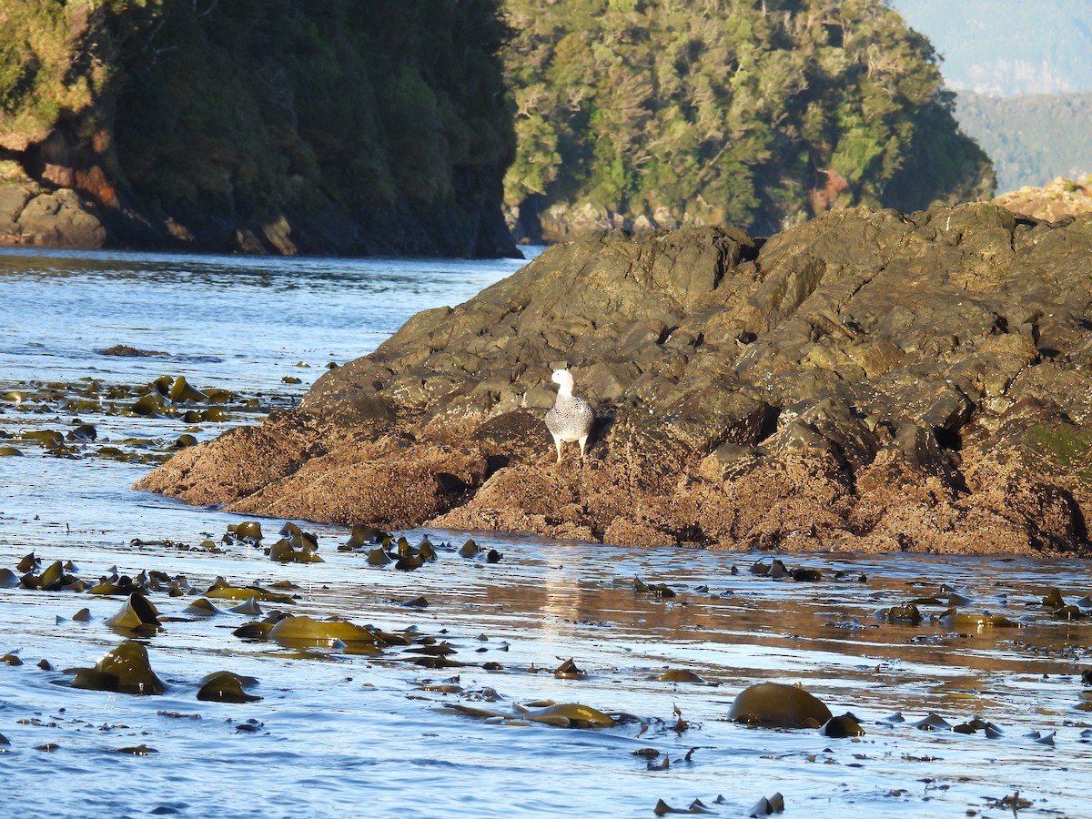 Upland Goose - ML637277573