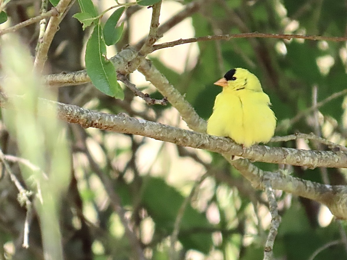 オウゴンヒワ - ML637277583