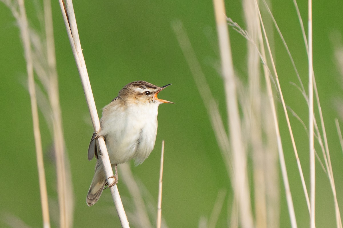 Очеретянка лучна - ML637277584