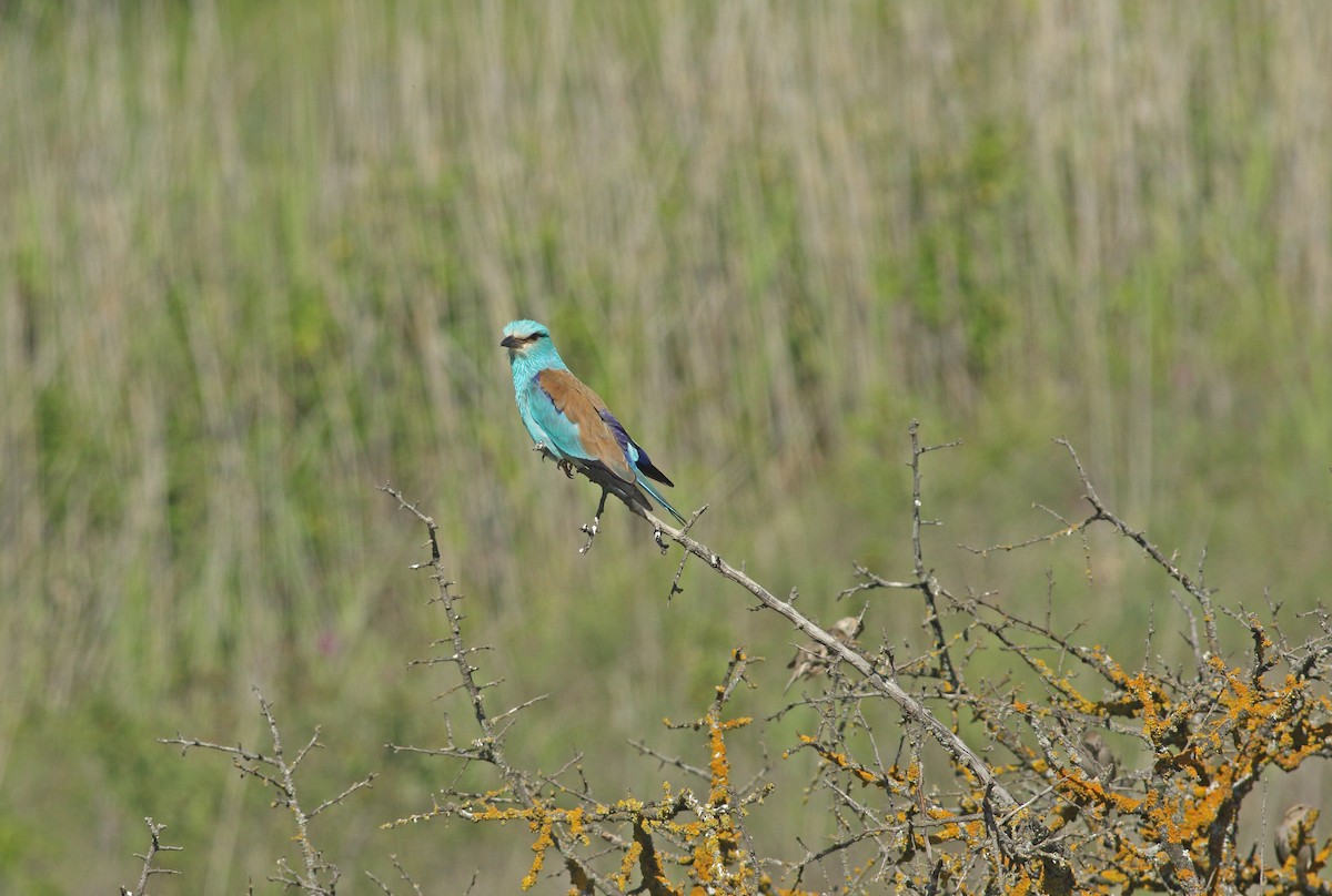 European Roller - ML637277612