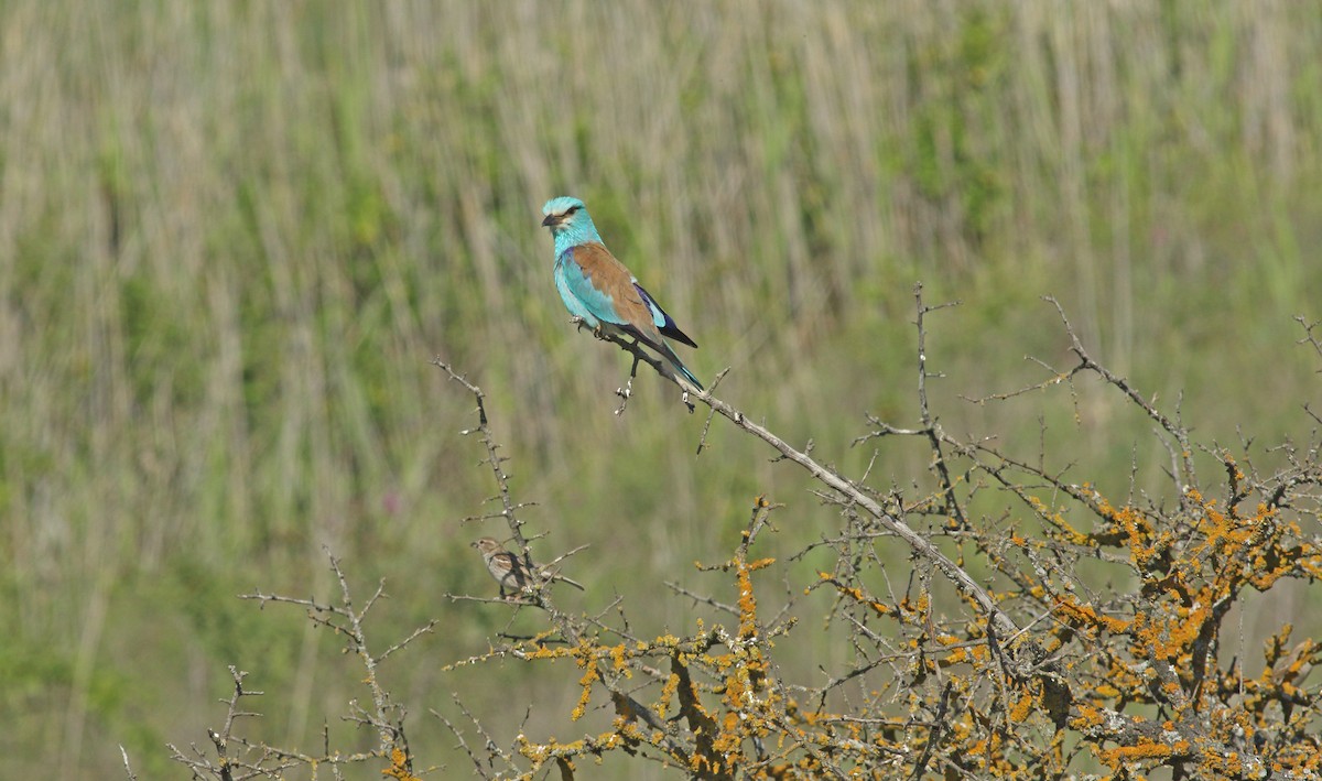 European Roller - ML637277617