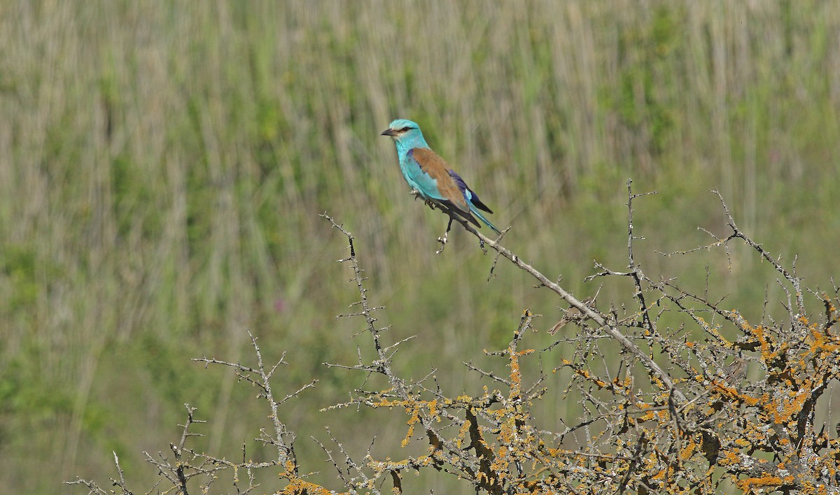 European Roller - ML637277618