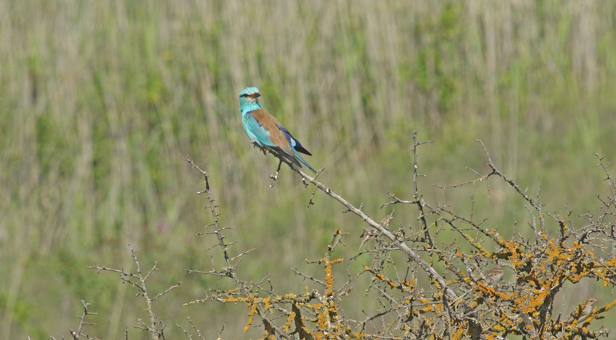 European Roller - ML637277619