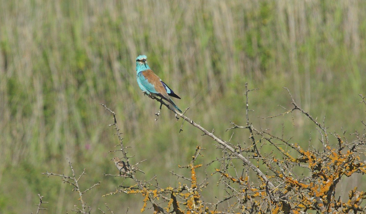 European Roller - ML637277620