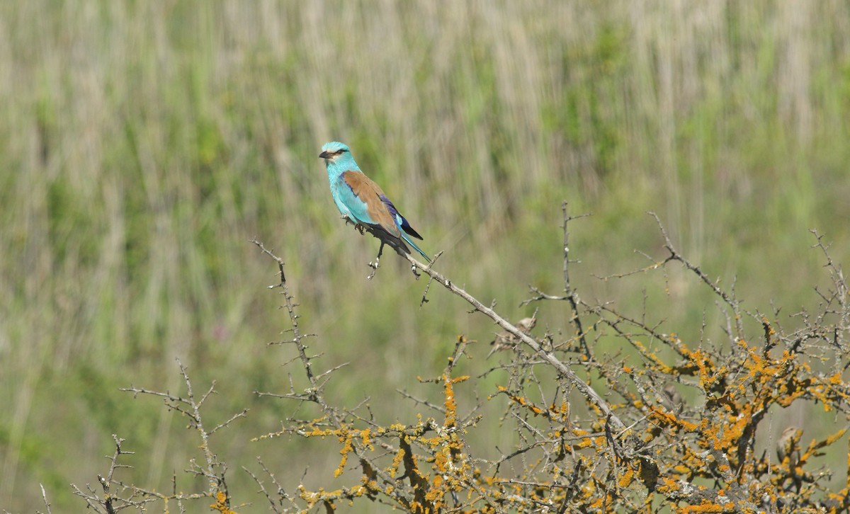 European Roller - ML637277621