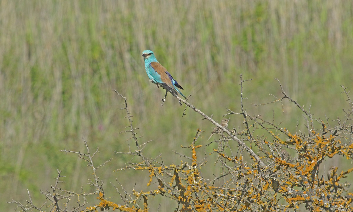 European Roller - ML637277622