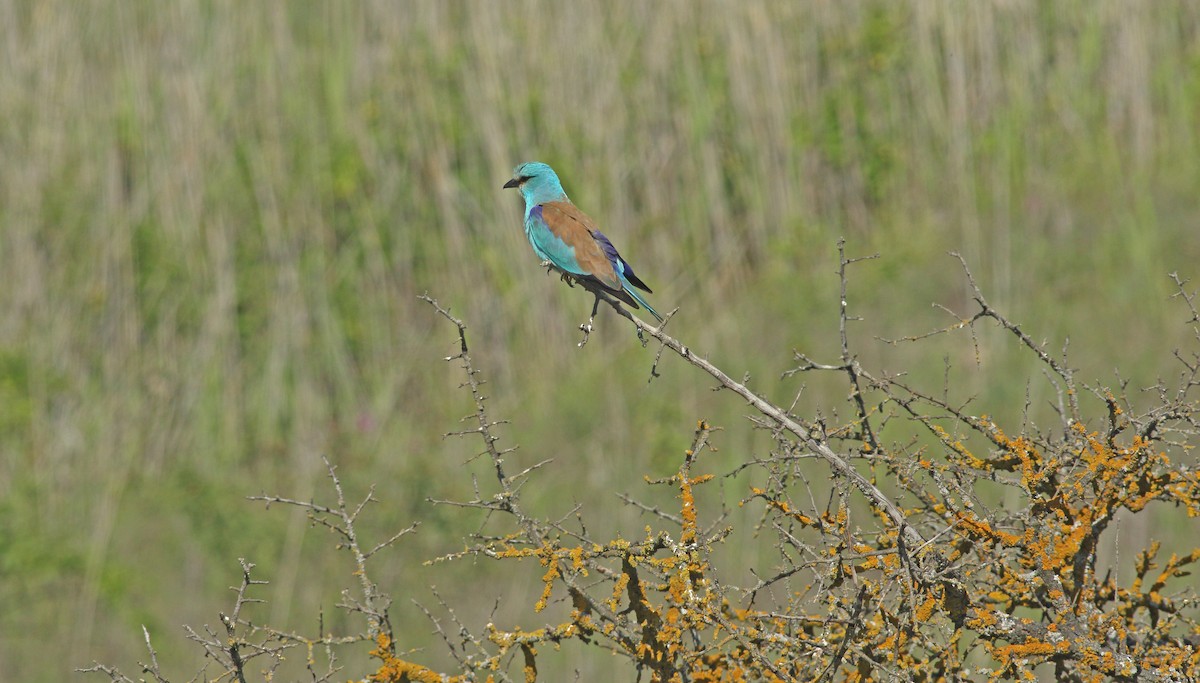 European Roller - ML637277623
