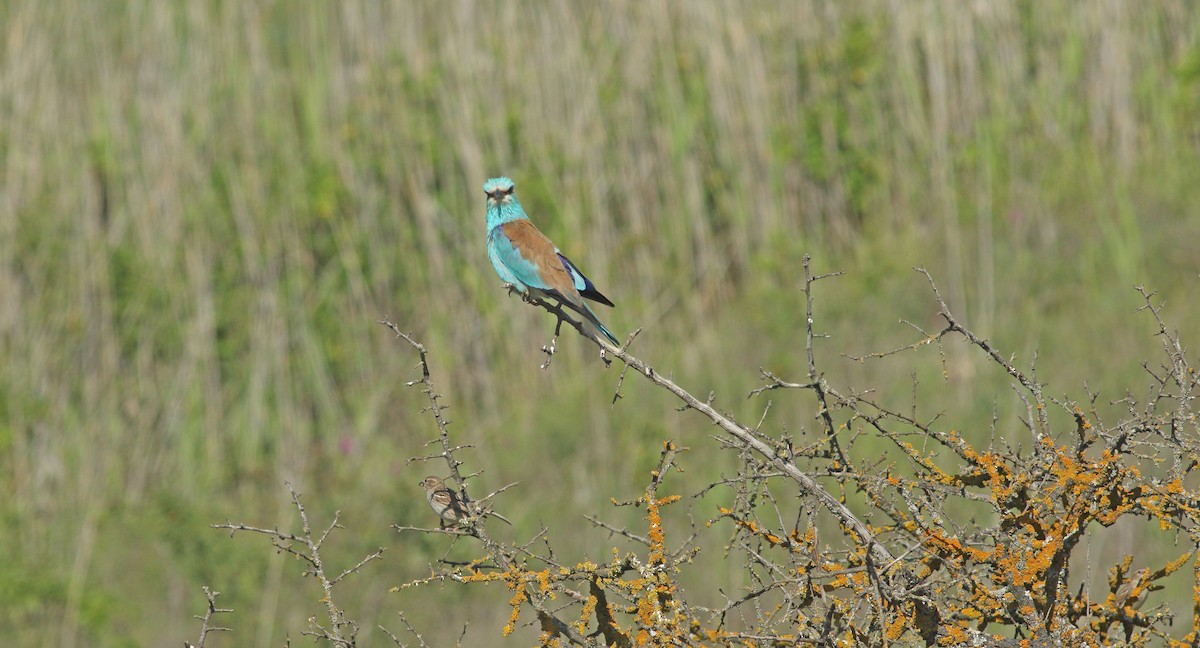 European Roller - ML637277624