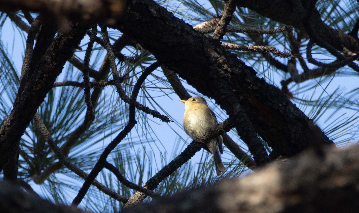 Buff-breasted Flycatcher - ML637277654