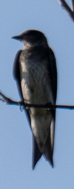 Northern Rough-winged Swallow - ML637277674