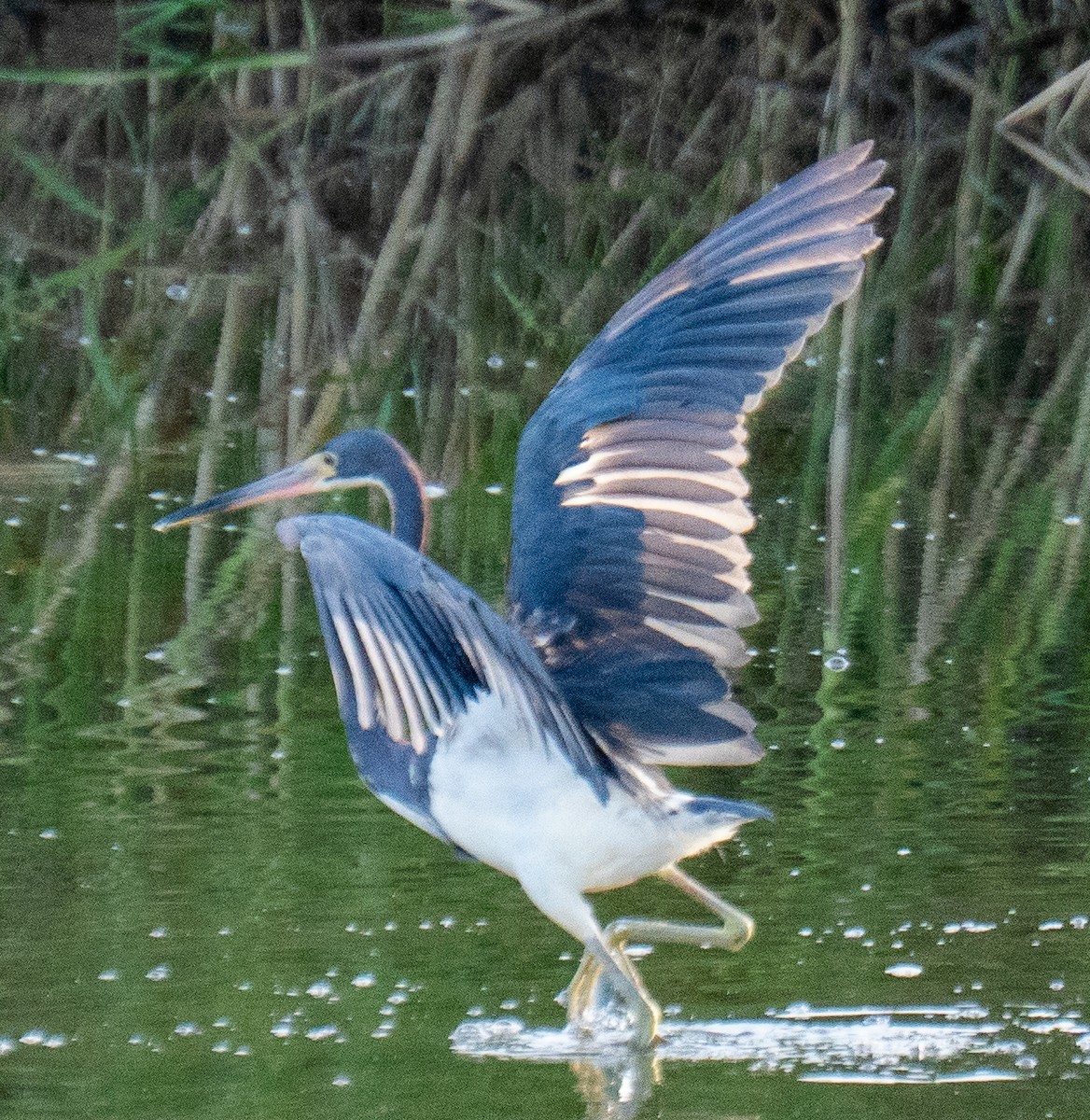 Tricolored Heron - ML637277724