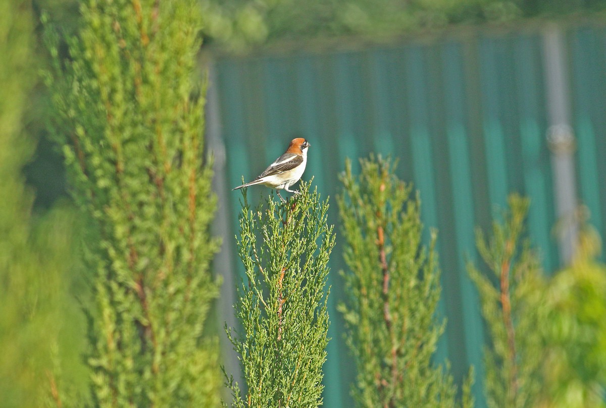 Woodchat Shrike - ML637277829