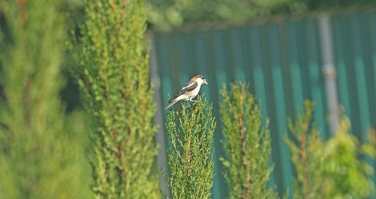 Woodchat Shrike - ML637277832