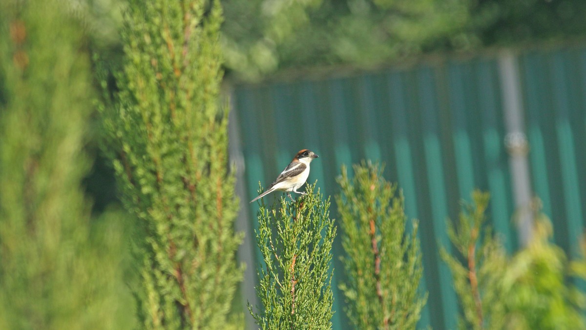 Woodchat Shrike - ML637277833