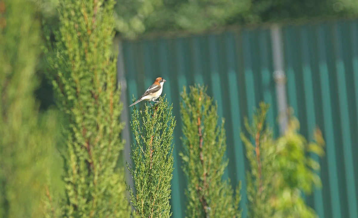 Woodchat Shrike - ML637277834
