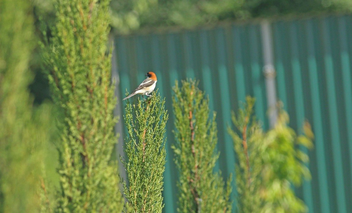 Woodchat Shrike - ML637277835
