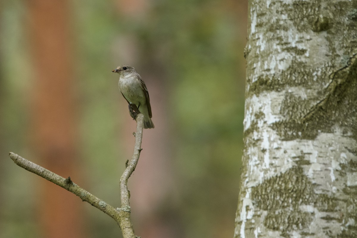 Collared Flycatcher - ML637277865