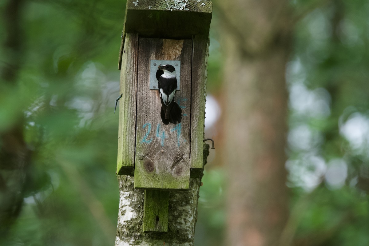 Collared Flycatcher - ML637277866