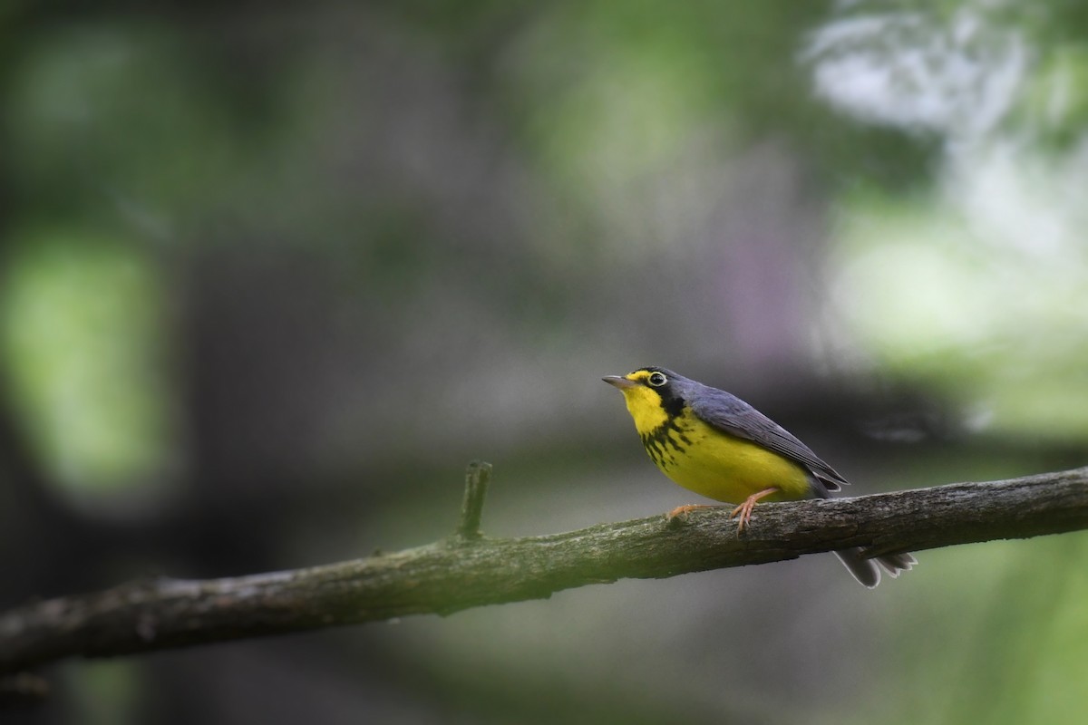 Canada Warbler - ML637278027