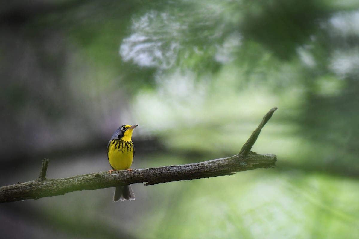 Canada Warbler - ML637278028