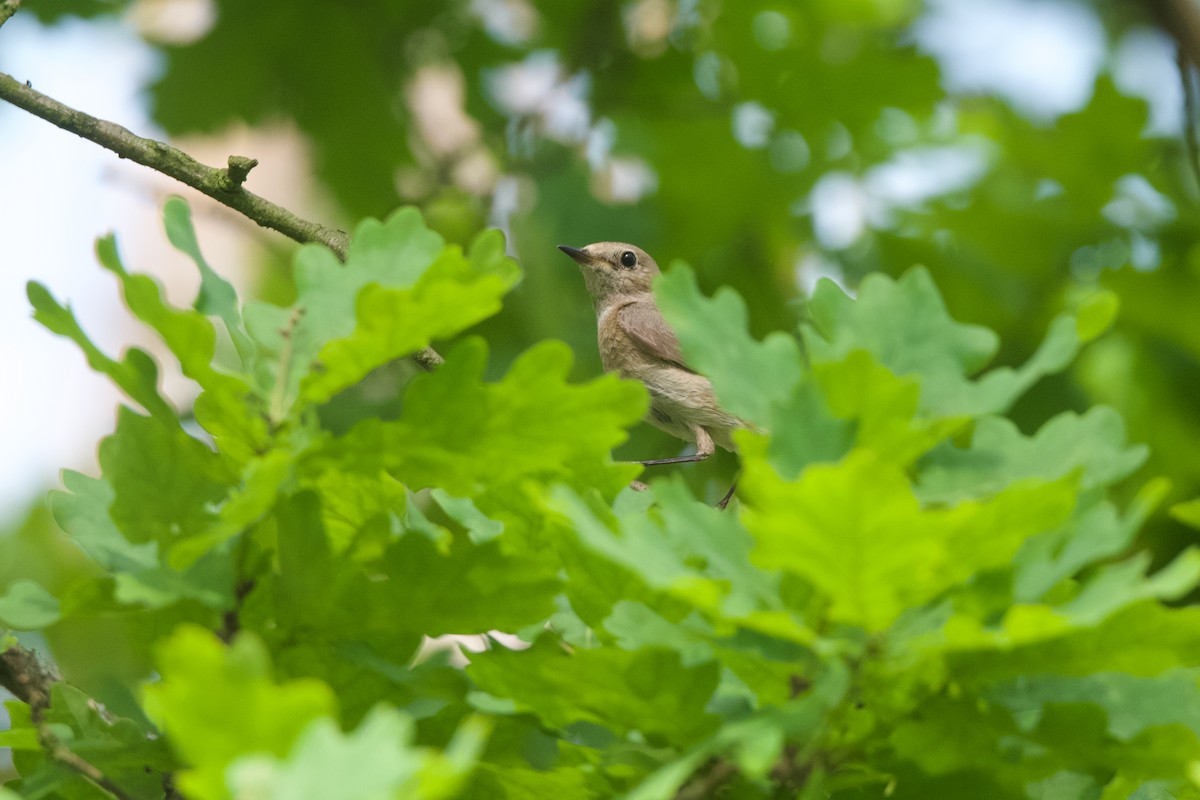 Common Redstart (Common) - ML637278079