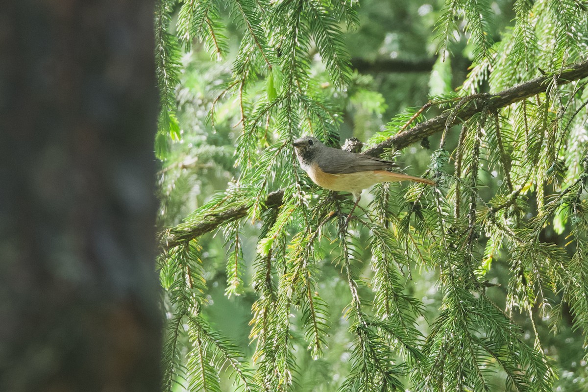 Common Redstart (Common) - ML637278080