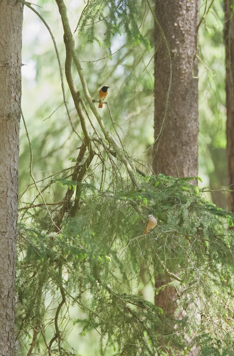 Common Redstart (Common) - ML637278081