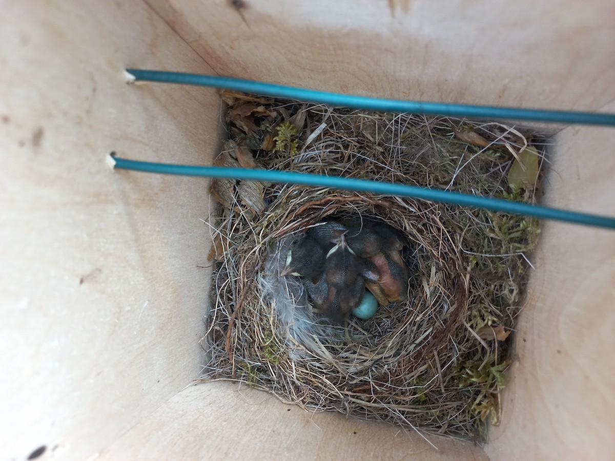 Common Redstart (Common) - ML637278082