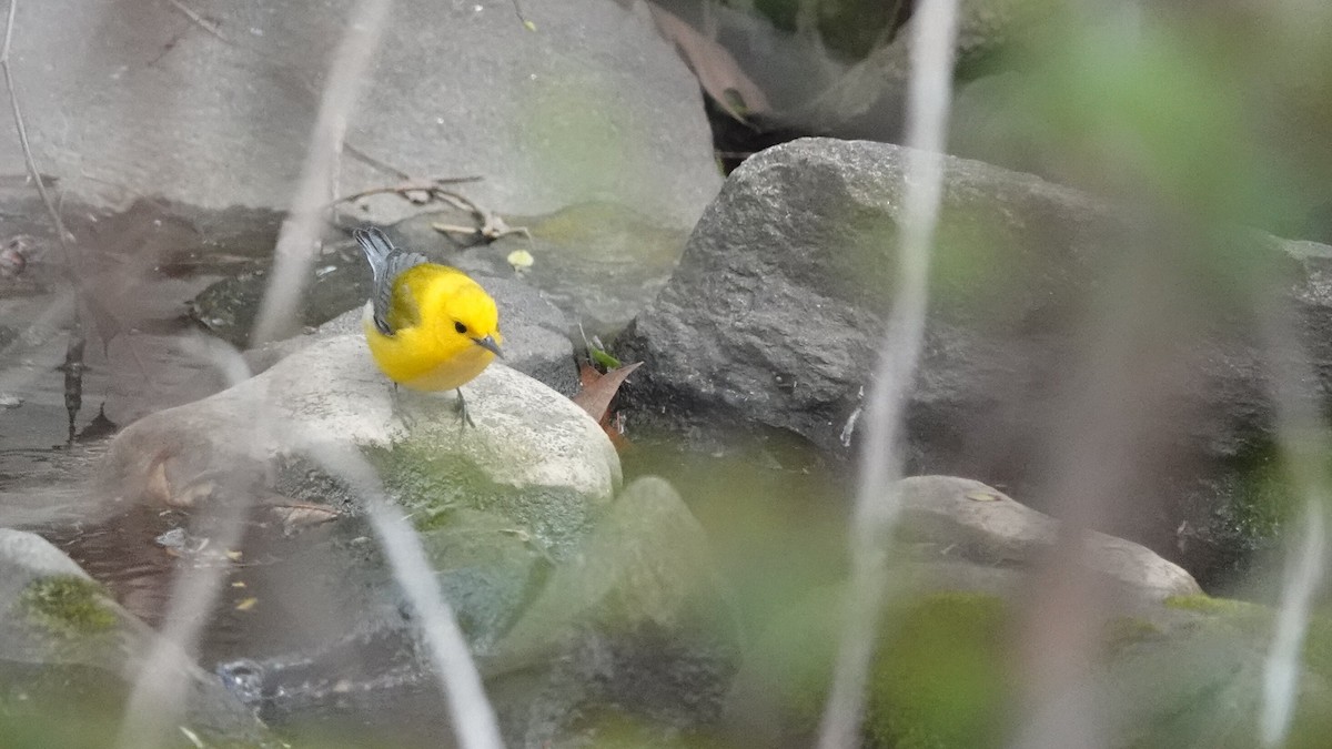 Prothonotary Warbler - ML637278127
