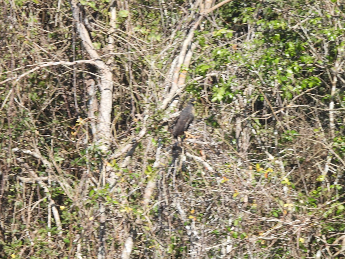 Great Black Hawk - ML637278175