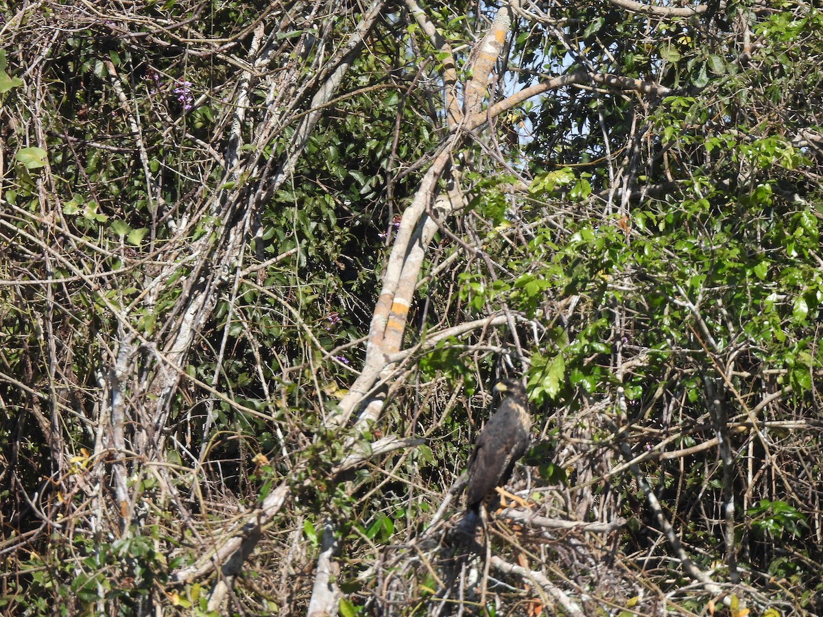 Great Black Hawk - ML637278178