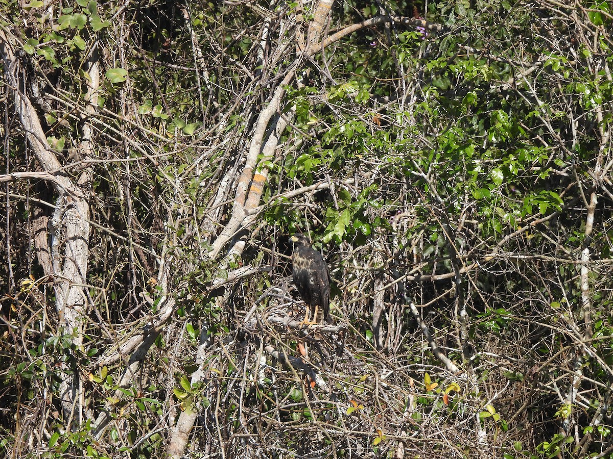 Great Black Hawk - ML637278180